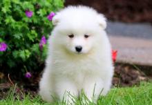 Puppies for sale samoyed dog (samoyed) - Lithuania, Vilnius. Price 11 €