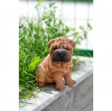 Puppies for sale shar pei - Czech Republic, Brno. Price 10 €