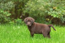 Puppies for sale labrador - Cyprus, Paphos. Price 11 €