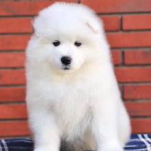 Puppies for sale samoyed dog (samoyed) - Czech Republic, Prague. Price 11 €
