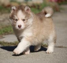 Puppies for sale , pomsky - Finland, Helsinki. Price 10 €