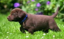 Puppies for sale labrador - Cyprus, Nicosia. Price 10 $