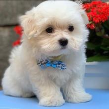 Puppies for sale maltese - Sweden, Esbjerg