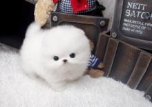 Puppies for sale pomeranian spitz - Netherlands, Groningen