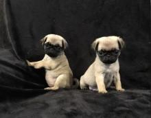 Puppies for sale pug - Germany, Berlin