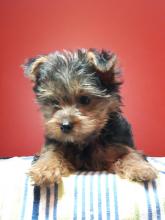 Puppies for sale yorkshire terrier - Germany, Yen