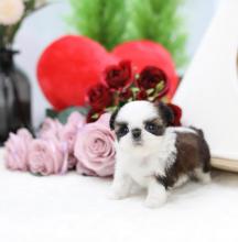 Puppies for sale shih tzu - Uzbekistan, Nukus