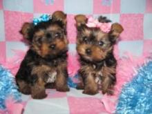 Puppies for sale yorkshire terrier - France, Paris. Price 10 €