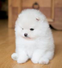 Puppies for sale pomeranian spitz - Netherlands, . Price 11 €