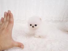 Puppies for sale pomeranian spitz - Canada, Quebec, Quebec City