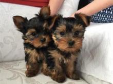 Puppies for sale yorkshire terrier - Austria, Vienna. Price 11 €