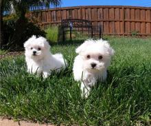 Puppies for sale maltese - Germany, Baden-Baden