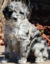 Puppies for sale , aussiedoodle - Denmark, Odense