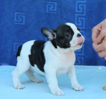 Puppies for sale french bulldog, french bulldog - Moldova, Bender