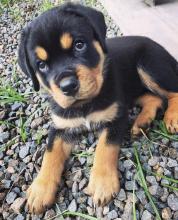 Puppies for sale rottweiler - USA, Kentucky