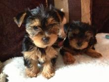 Puppies for sale yorkshire terrier - Czech Republic, Prague