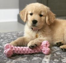 Puppies for sale golden retriever - USA, Utah