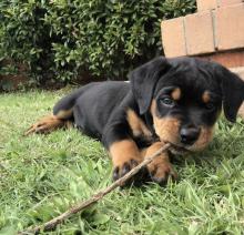 Puppies for sale rottweiler - USA, Nebraska