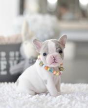 Puppies for sale french bulldog - USA, Nebraska