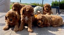 Puppies for sale , cockapoo - Poland, Rybnik