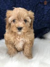 Puppies for sale , cavapoo puppies - Russia, Lincoln