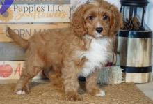 Puppies for sale , cockapoo - USA, Indiana, Indianapolis