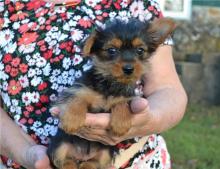 Puppies for sale yorkshire terrier - Estonia, Kohtla-Jarve