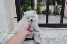 Puppies for sale pomeranian spitz - Ireland, Dublin