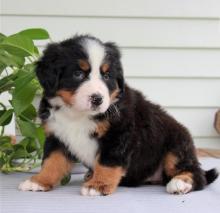 Puppies for sale bernese mountain dog - Ireland, Drogheda