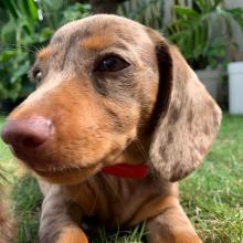 Puppies for sale dachshund - Ireland, Dublin