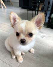 Puppies for sale chihuahua - Netherlands, Rotterdam