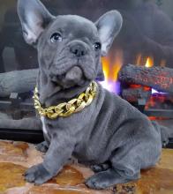 Puppies for sale french bulldog - United Kingdom, Nottingham. Price 10 €