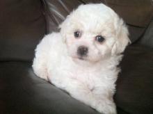 Puppies for sale bichon - Finland, . Price 10 €