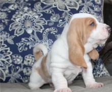 Puppies for sale basset hound - Estonia, Kohtla-Jarve