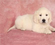 Puppies for sale golden retriever - Netherlands, The Hague