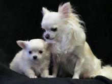 Puppies for sale chihuahua - Armenia, Armenia. Price 10 €