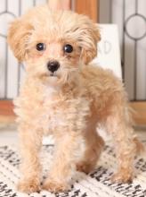 Puppies for sale , bichpoo - Turkmenistan, Dashoguz