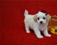 Puppies for sale lhasa apso - Ireland, Galway