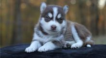 Puppies for sale mixed breed, pomsky - Armenia, Gyumri