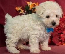 Puppies for sale poodle - Ireland, BELFAST