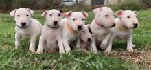 Puppies for sale bull terrier - United Kingdom, Belfast. Price 11 €