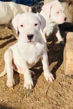 Puppies for sale other breed, dogo argentino - Ireland, Cork. Price 155 €
