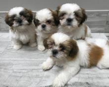 Puppies for sale shih tzu - Luxembourg, Luxembourg. Price 11 €