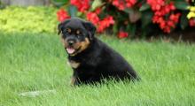 Puppies for sale rottweiler - Ireland, Cork