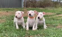 Puppies for sale bull terrier - Luxembourg, Luxembourg. Price 10 €