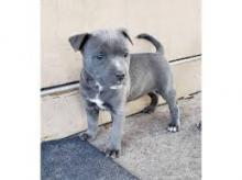 Puppies for sale american pit-bull terrier - Germany, Oranienburg. Price 10 €