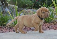 Puppies for sale , dogue de bordeaux - Netherlands, Maastricht. Price 11 €
