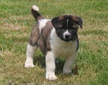 Puppies for sale akita - Ireland, Cavan