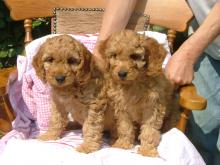 Продам щенка other breed, cockapoo puppies - Ireland, Dublin