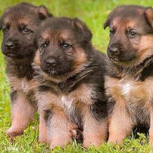 Puppies for sale german shepherd dog - Ireland, Dublin